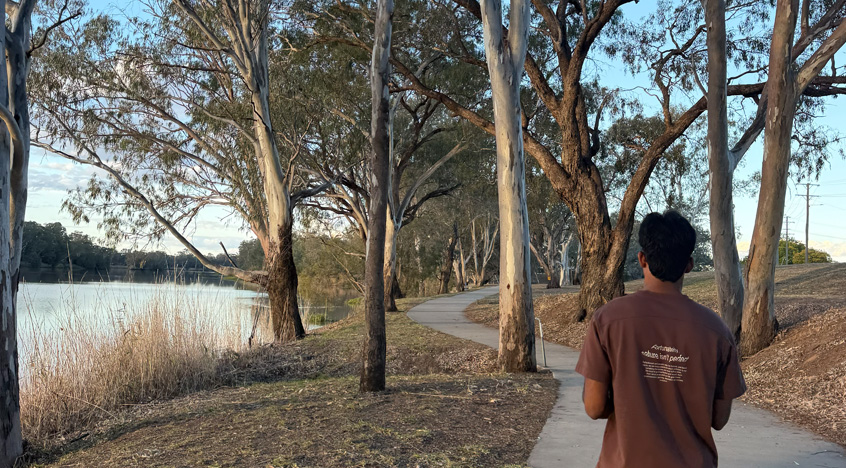Back of man walking along a cement path between gum trees.